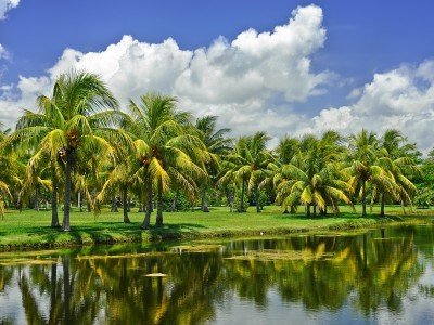 Usa_Florida_Fairchild tropical botanic garden, FL, USA_800x600