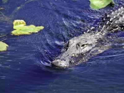 Usa_Florida_american alligator swimming next to lily pads_800x600