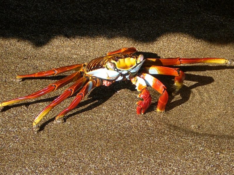 Crab on Galapagos 1000