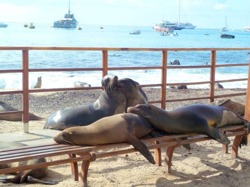 galapagos isabela island sea lions 1000