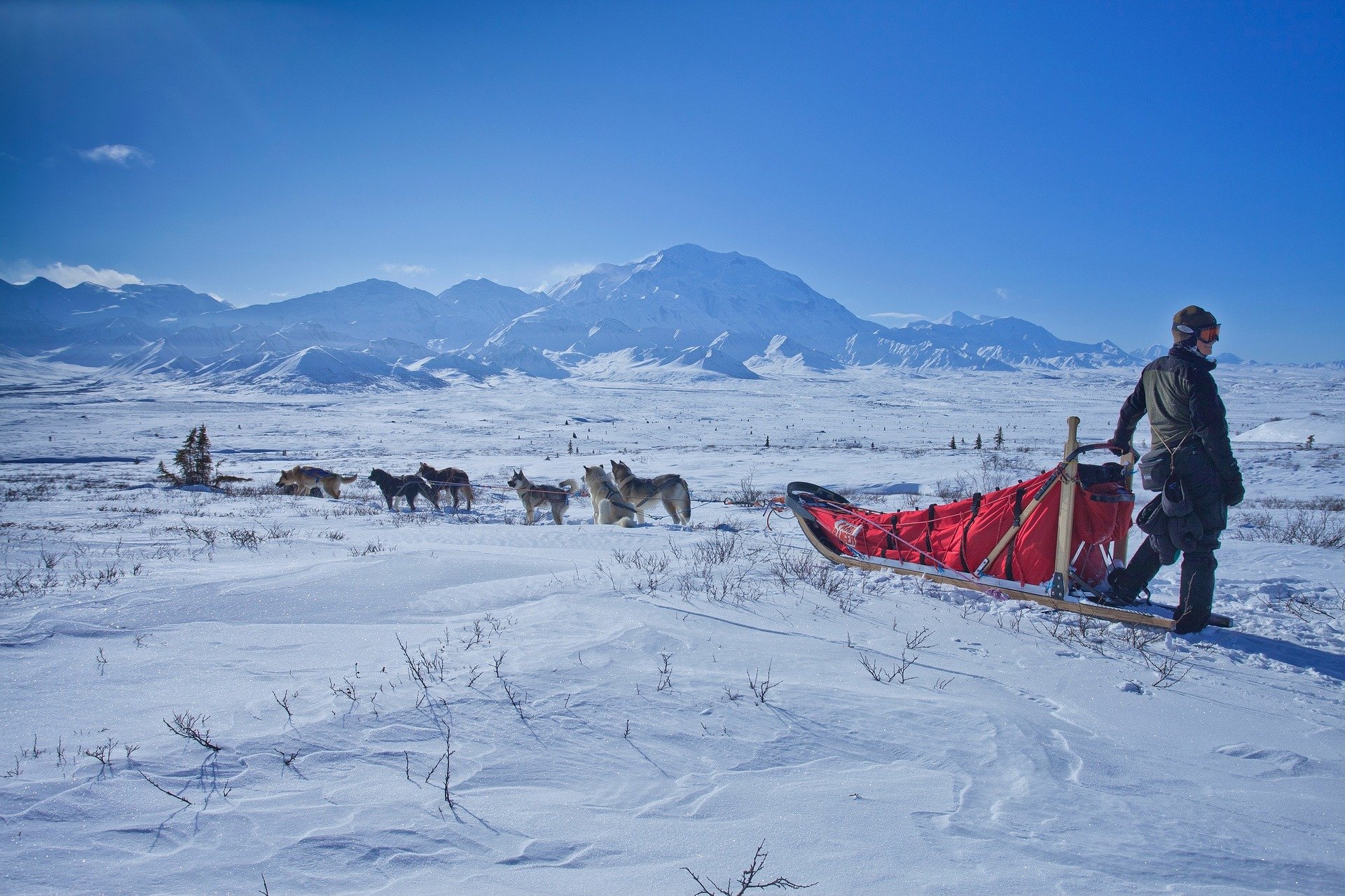 Usa-Denali-Alaska-dog-sled-1920
